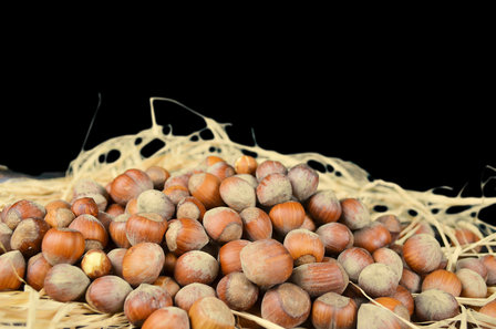 Hazelnuts in shell 1 kg 