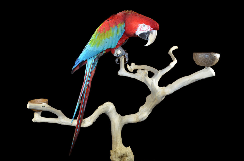 Java tree for a parrot Dieca De Specialist in Parrots