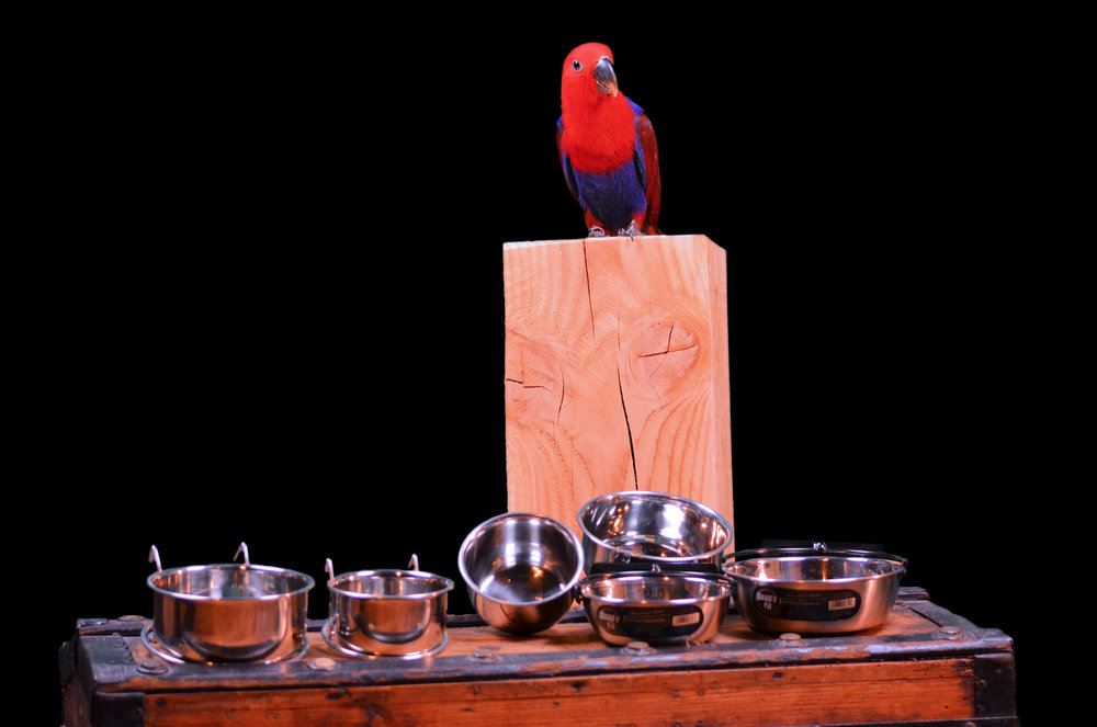 Parrot food bowls and drinking bowls stainless steel Dieca De