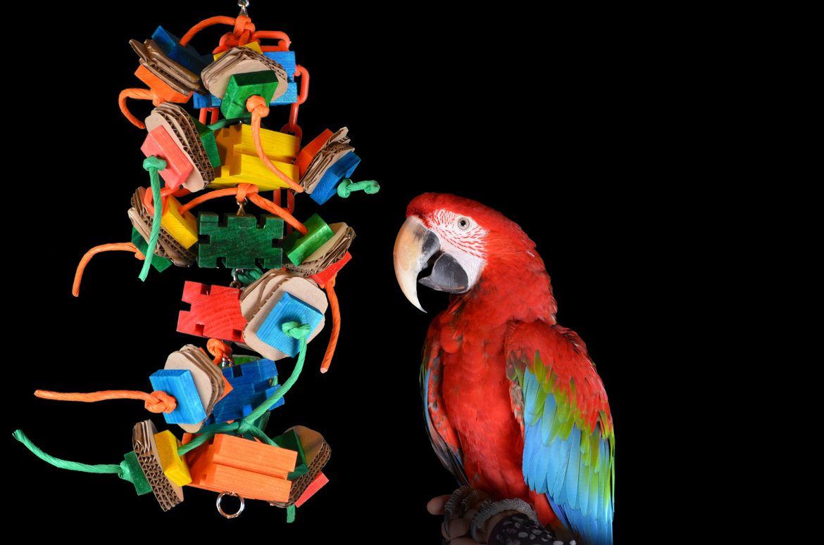 Toys-for-your-parrot