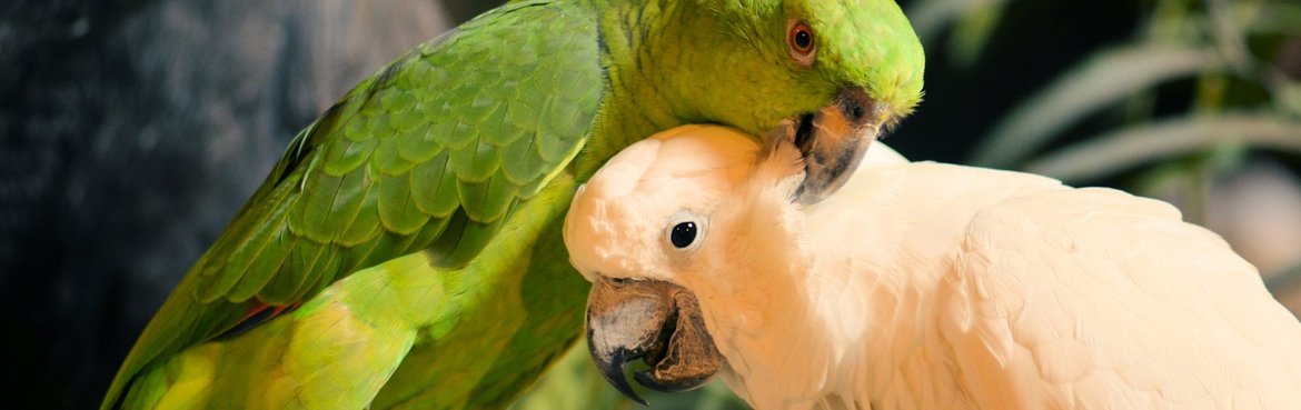 You can also contact Dieca if you have behavioral problems! We like to help you!